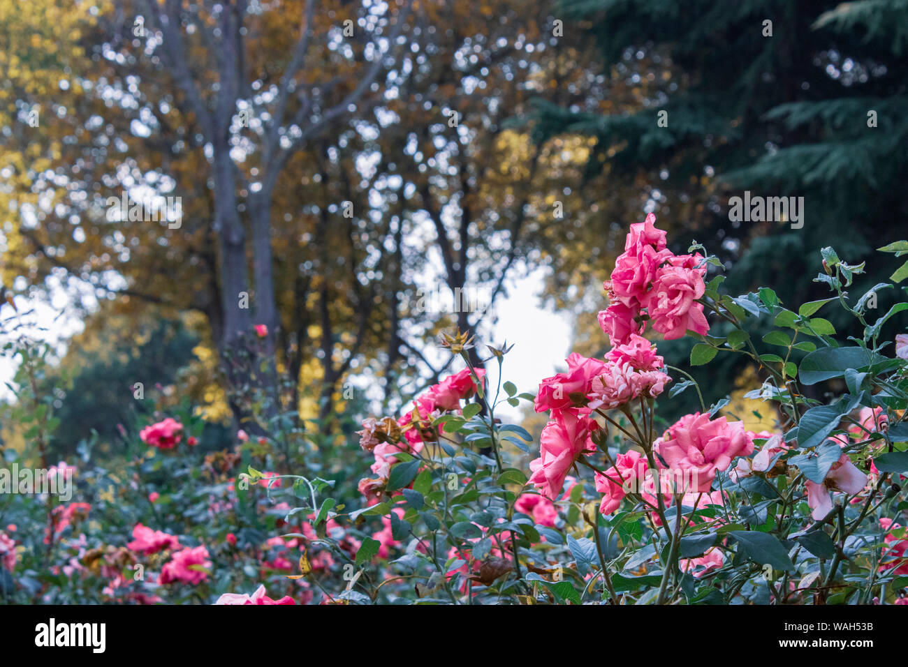 Bellissimi fiori di albero in una natura verde sullo sfondo del giardino Foto Stock