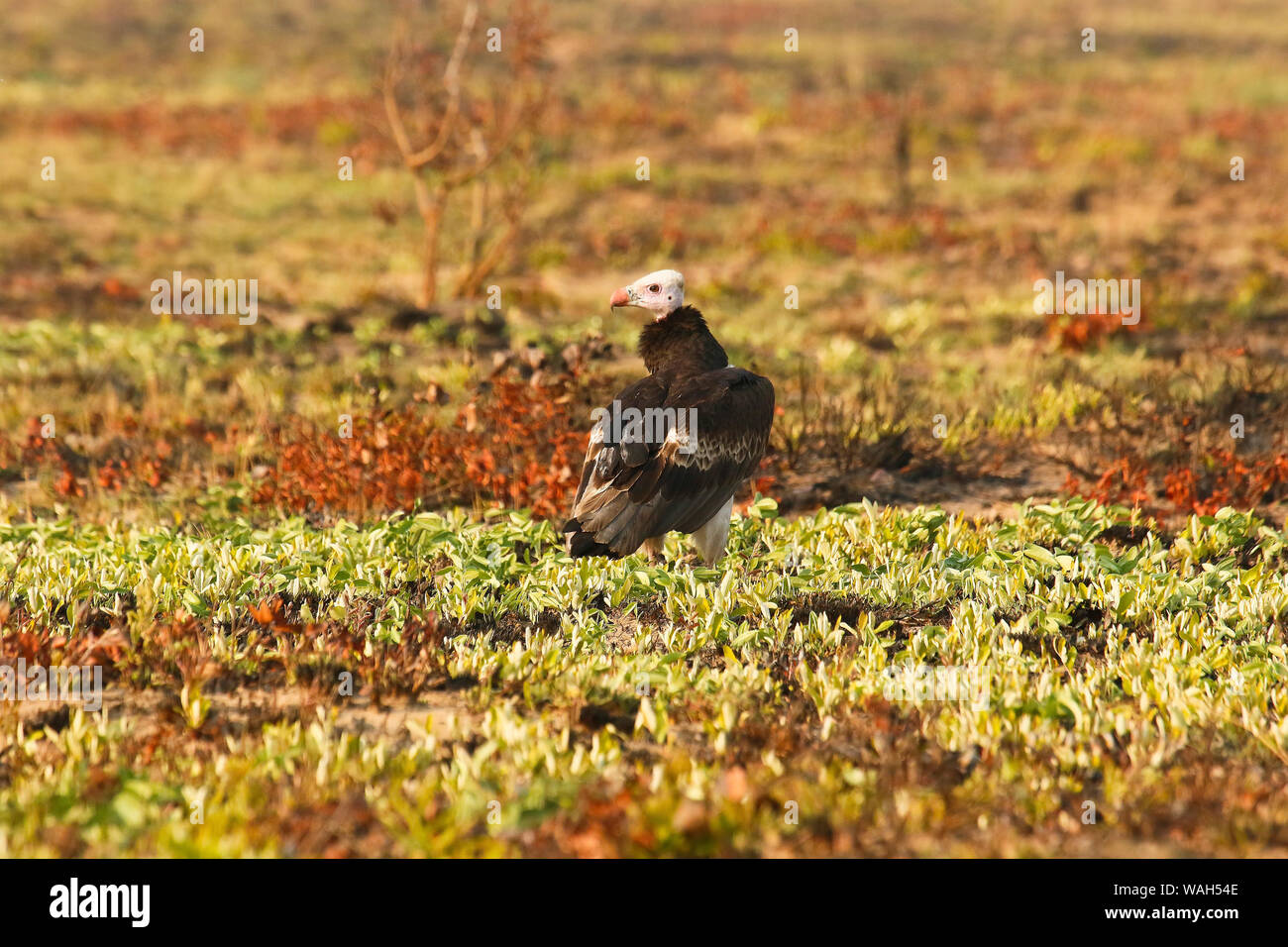 Avvoltoio White-Headed(Trigonoceps occipitalis), Busanga Plains. Parco Nazionale di Kafue. Zambia Foto Stock
