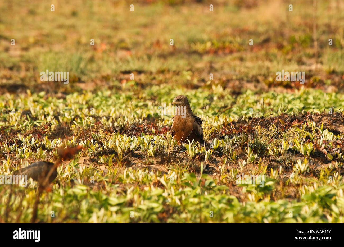 Nibbio bruno (Milvus migrans). Busanga Plains. Parco Nazionale di Kafue. Zambia Foto Stock