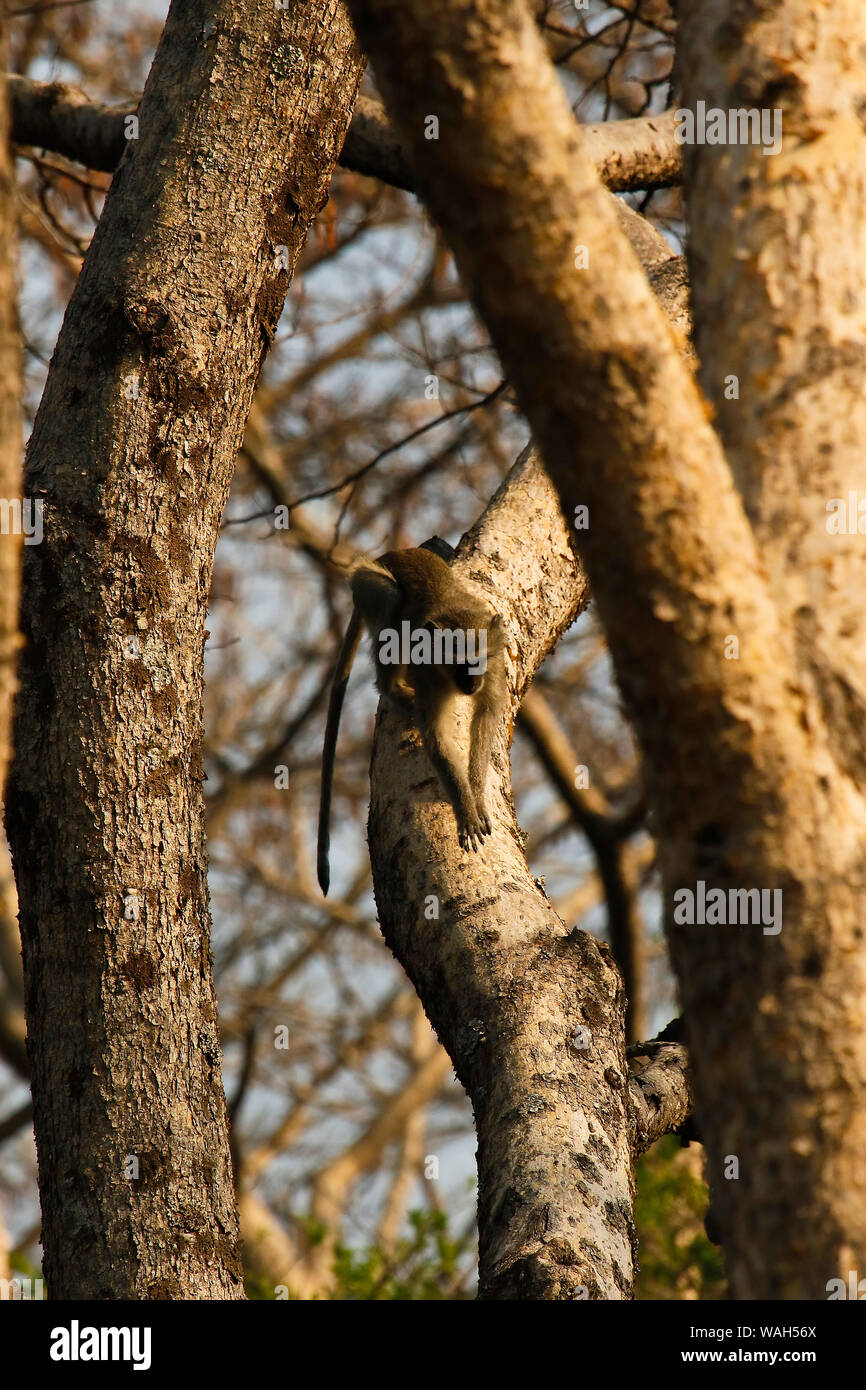 Malbrouck (Chlorocebus cynosuros), il Parco Nazionale di Kafue. Zambia Foto Stock