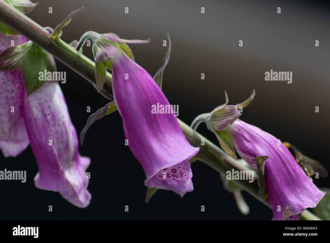 Una chiusura del foxglove fiori contro uno sfondo sfocato. Foto Stock