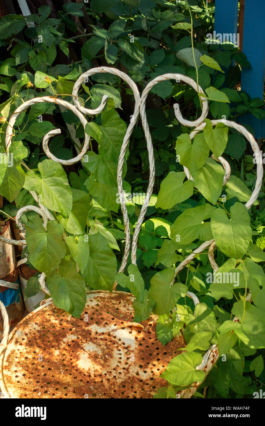 Primo piano della Centinodia Vine salire un francese antico sedia da giardino Foto Stock