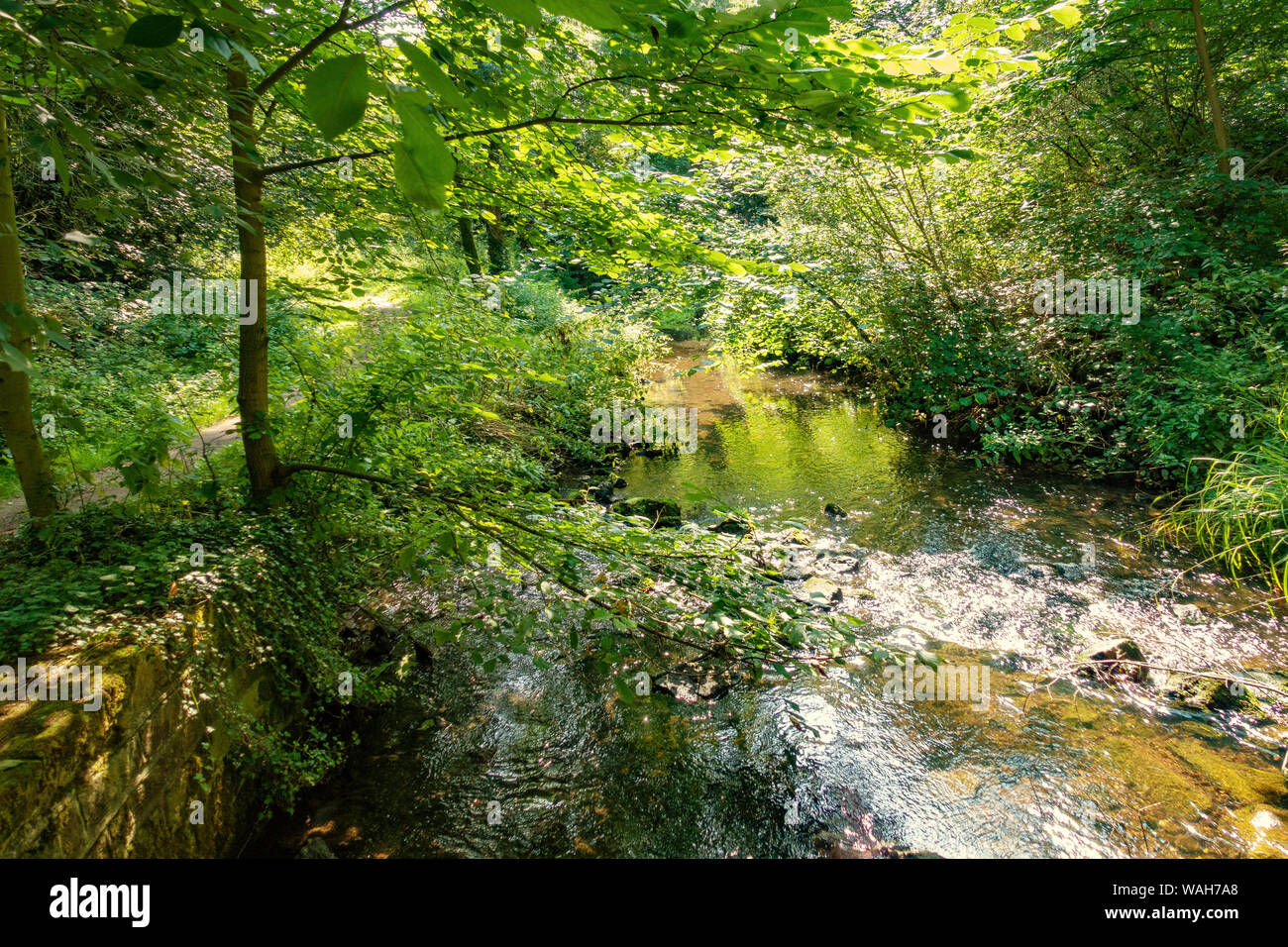 Sentiero vicino a un bosco inglese stream in pezzata luce solare Foto Stock
