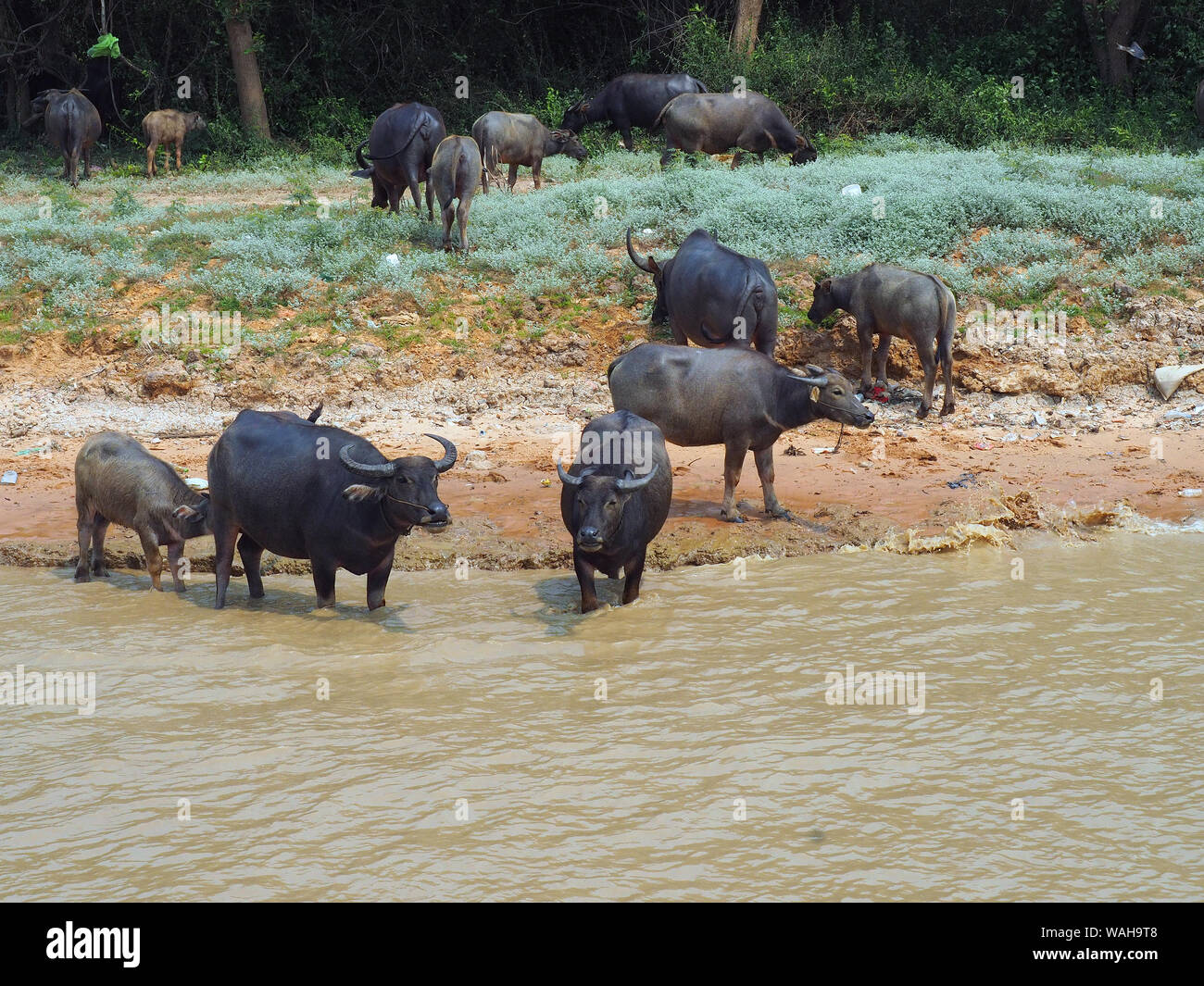 Bufalo d'acqua, Tonlé Sap lago, Cambogia, Asia, riserva della biosfera dall'UNESCO Foto Stock