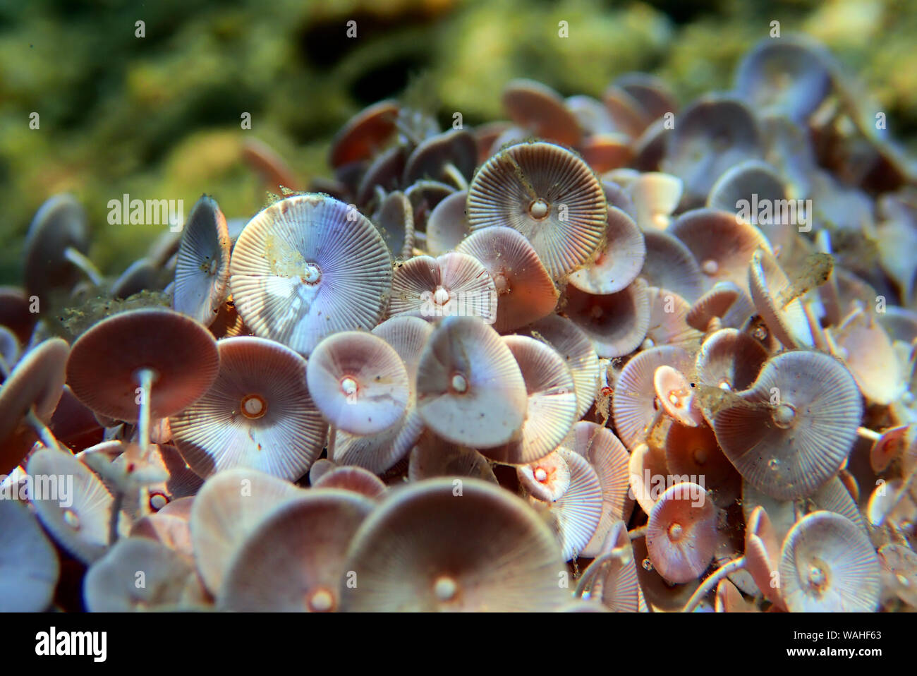 Acetabularia mediterranea - Il mare Mediterraneo alghe Foto Stock