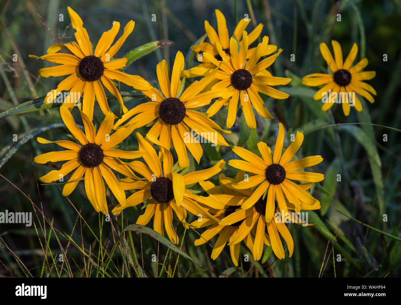 Black Eyed Susans (Rudbeckia hirta), fioritura, praterie dell Est e del Midwest degli Stati Uniti, da Bruce Montagne/Dembinsky Foto Assoc Foto Stock