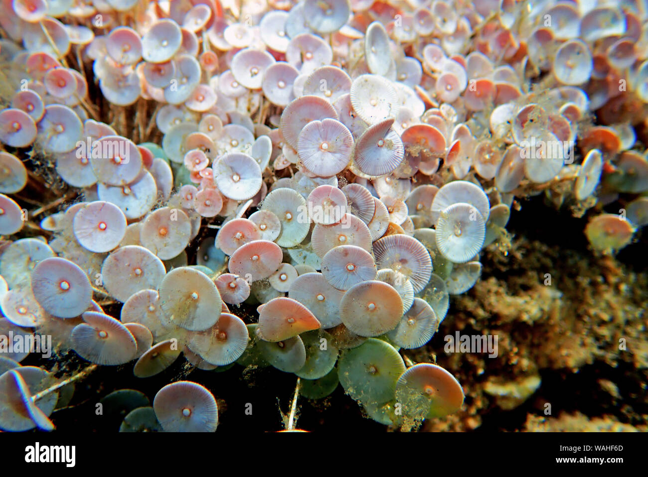 Acetabularia mediterranea - Il mare Mediterraneo alghe Foto Stock