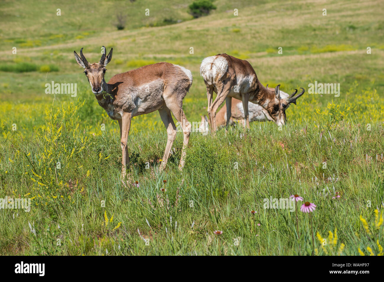 Pronghorn Antelope, praterie, estate, Custer State Park, S. Dakota, USA, da Bruce Montagne/Dembinsky Foto Assoc Foto Stock