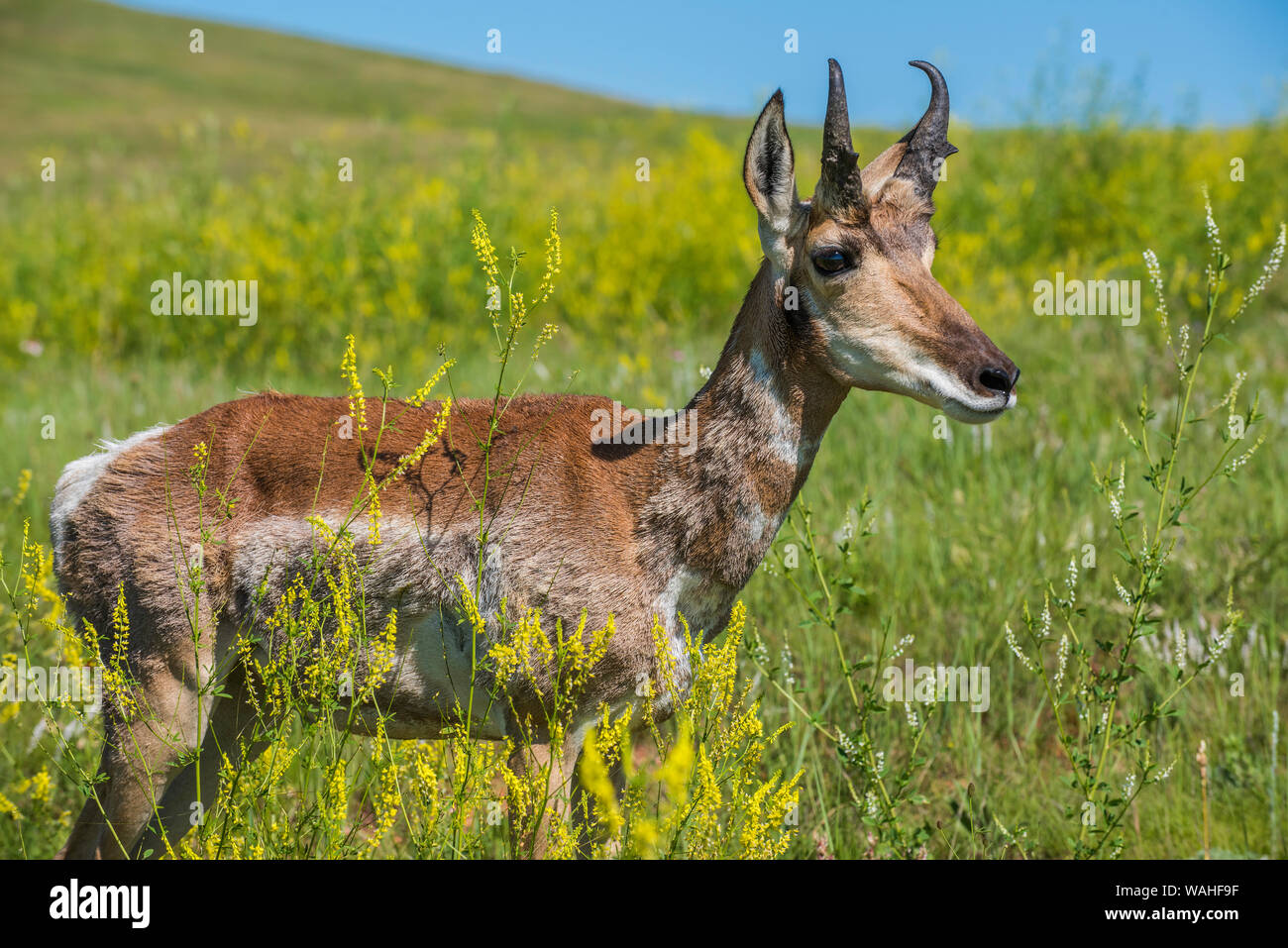 Pronghorn Antelope, praterie, estate, Custer State Park, S. Dakota, USA, da Bruce Montagne/Dembinsky Foto Assoc Foto Stock