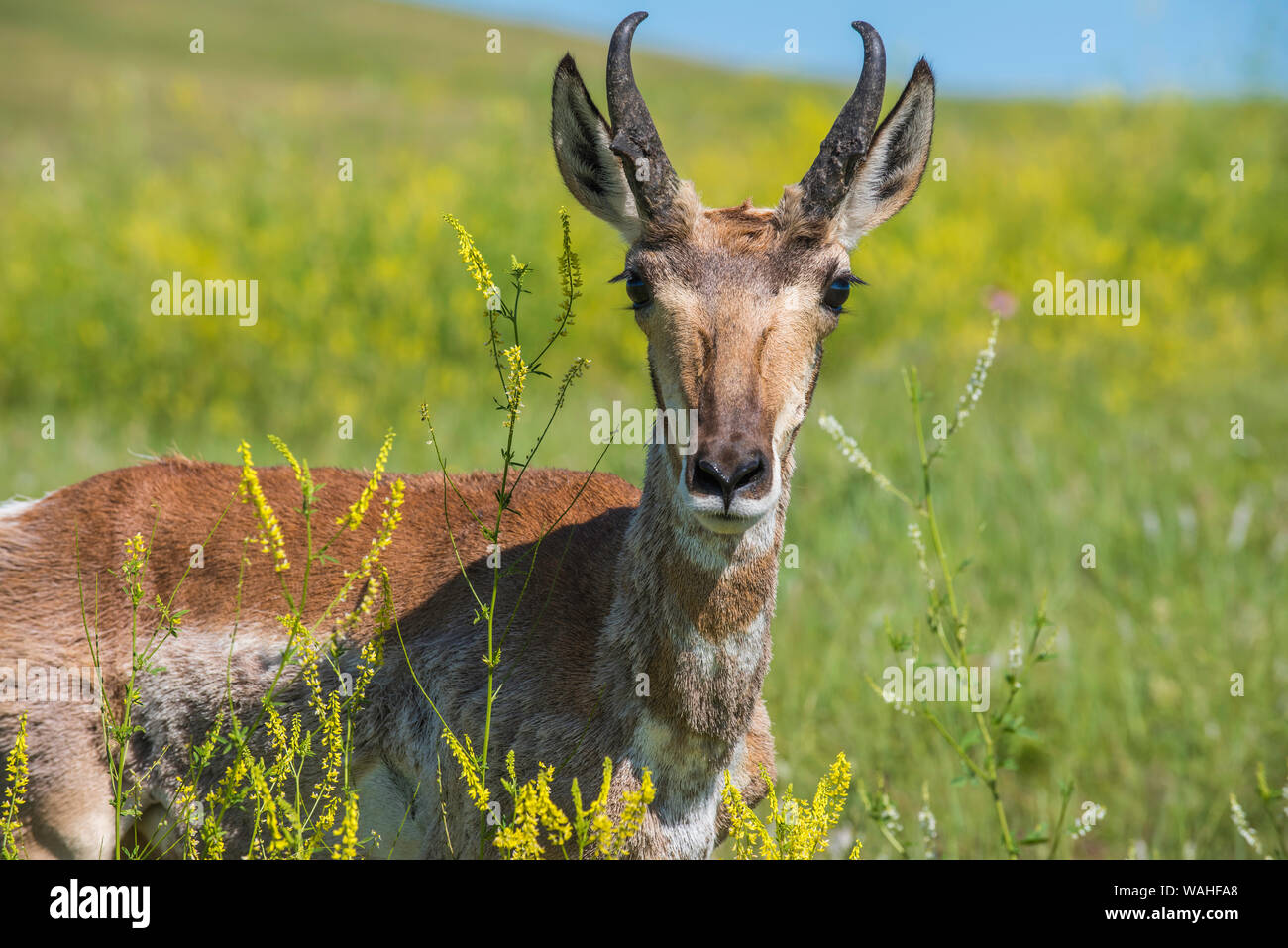 Pronghorn Antelope, praterie, estate, Custer State Park, S. Dakota, USA, da Bruce Montagne/Dembinsky Foto Assoc Foto Stock