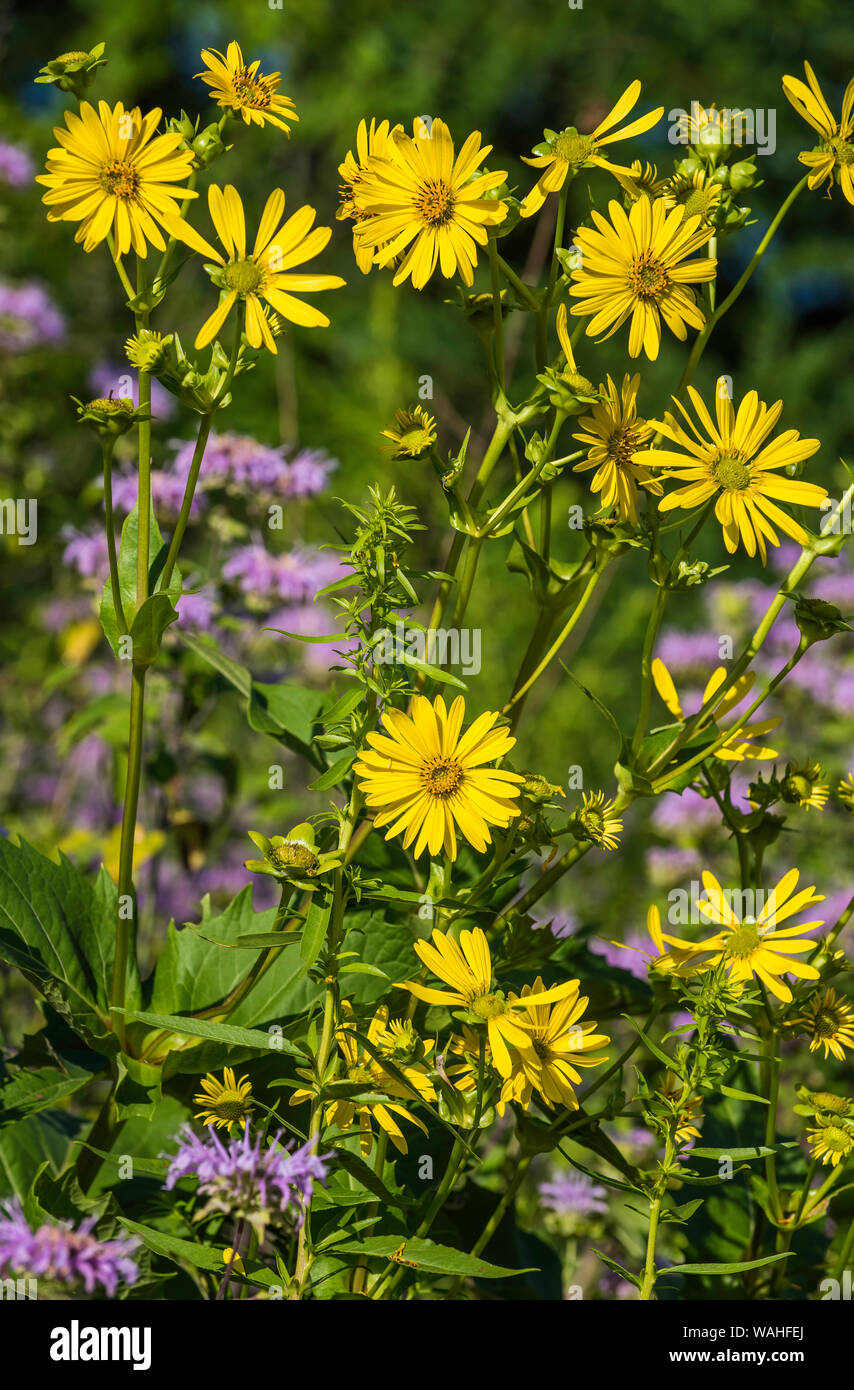Girasoli, Helianthus, praterie dell Est e del Midwest degli Stati Uniti, da Bruce Montagne/Dembinsky Foto Assoc Foto Stock