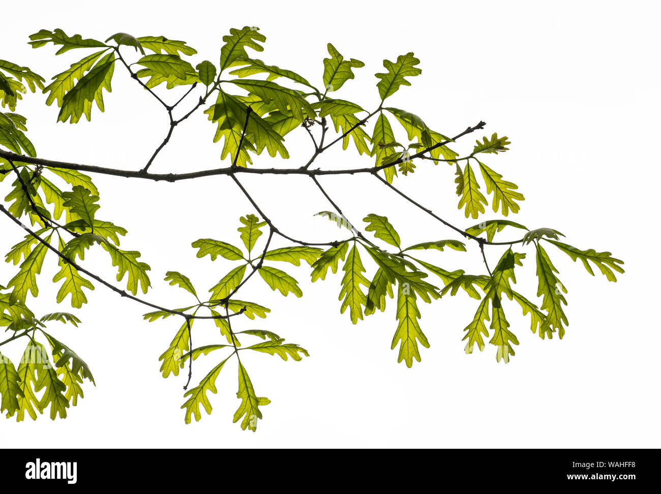 Bianco di foglie di quercia, sviluppo, molla, Orientale e Centrale America del Nord, da Bruce Montagne/Dembinsky Foto Assoc Foto Stock