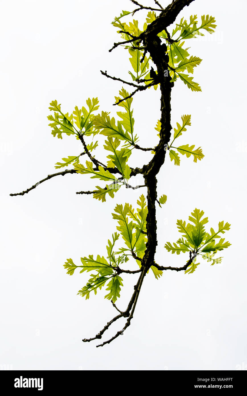 Bur foglie di quercia (Quercus macrocarpa) fresche, sviluppo di foglie, Eastern Canada e Stati Uniti, da Bruce Montagne/Dembinsky Foto Assoc Foto Stock