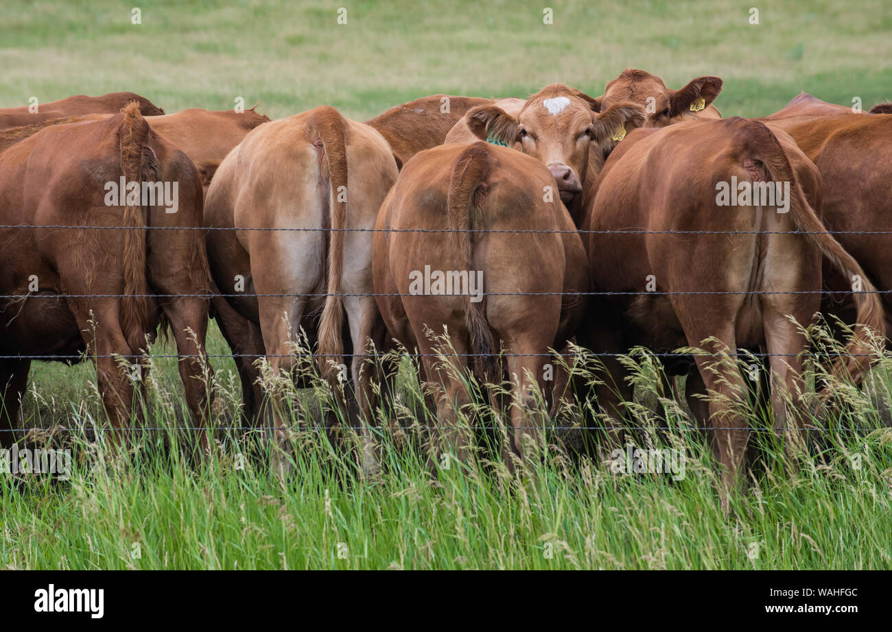 Le mucche al pascolo, Dakota del Sud, Stati Uniti, da Bruce Montagne/Dembinsky Foto Assoc Foto Stock