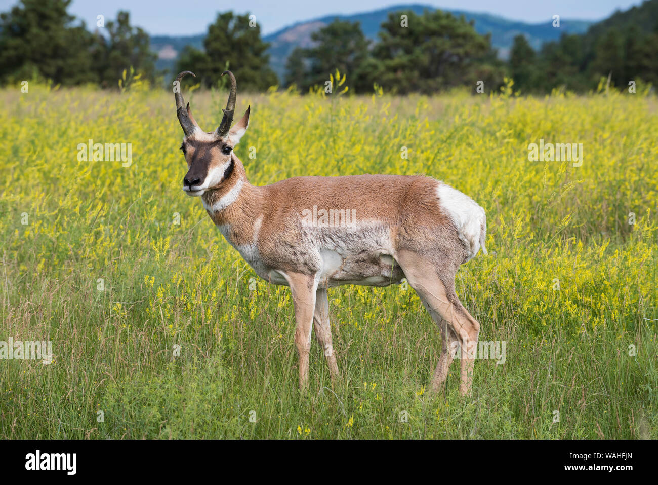 Pronghorn Antelope (Antilocarpa americana), estate, praterie, parco nazionale della Grotta del Vento, S. Dakota, USA, da Bruce Montagne/Dembinsky Foto Assoc Foto Stock