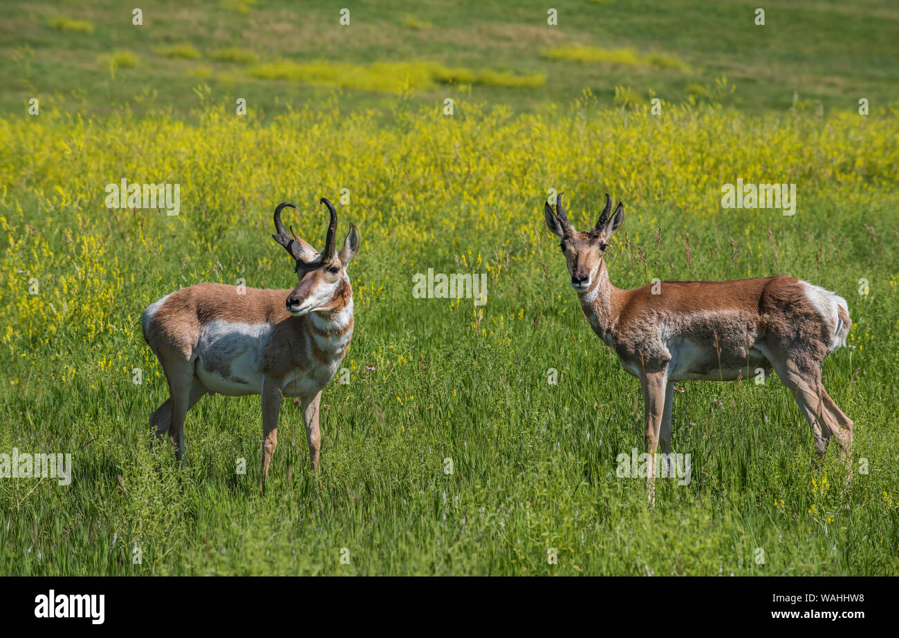 Pronghorn Antelope, praterie, estate, Custer State Park, S. Dakota, USA, da Bruce Montagne/Dembinsky Foto Assoc Foto Stock