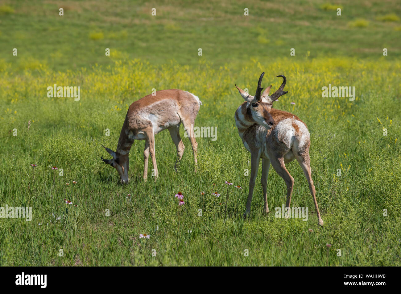 Pronghorn Antelope, praterie, estate, Custer State Park, S. Dakota, USA, da Bruce Montagne/Dembinsky Foto Assoc Foto Stock