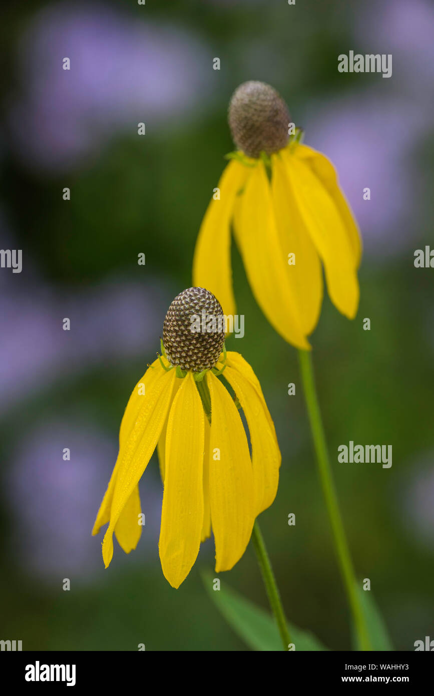 Coneflower Grayhead, a testa grigia (Coneflower Ratibida pinnata) e Wild Bergamotto (Monarda fistulosa),praterie, midwestern Stati Uniti, da Bruce Mon Foto Stock