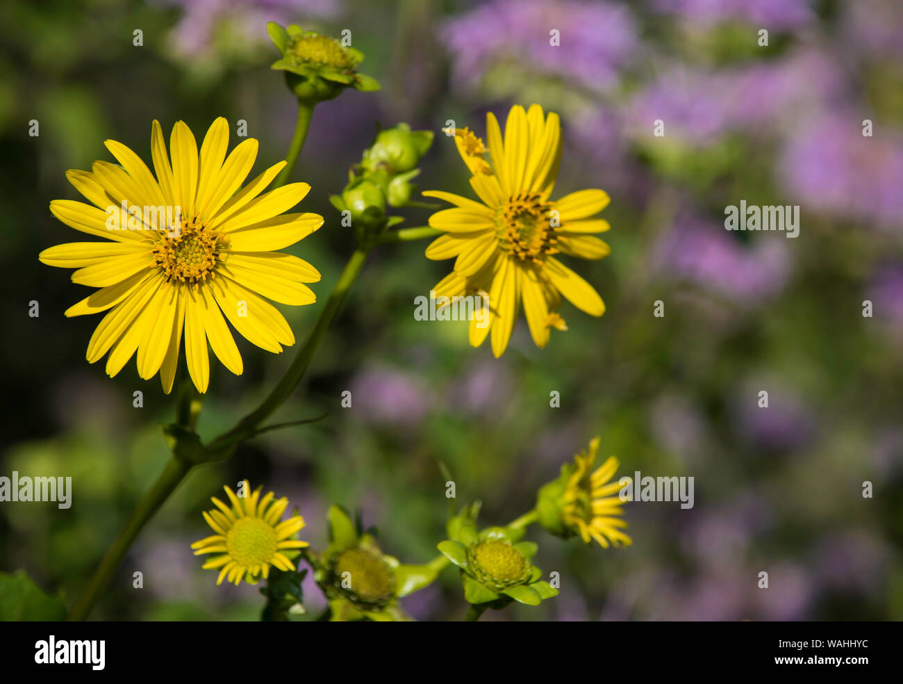 Girasoli, Helianthus, praterie dell Est e del Midwest degli Stati Uniti, da Bruce Montagne/Dembinsky Foto Assoc Foto Stock