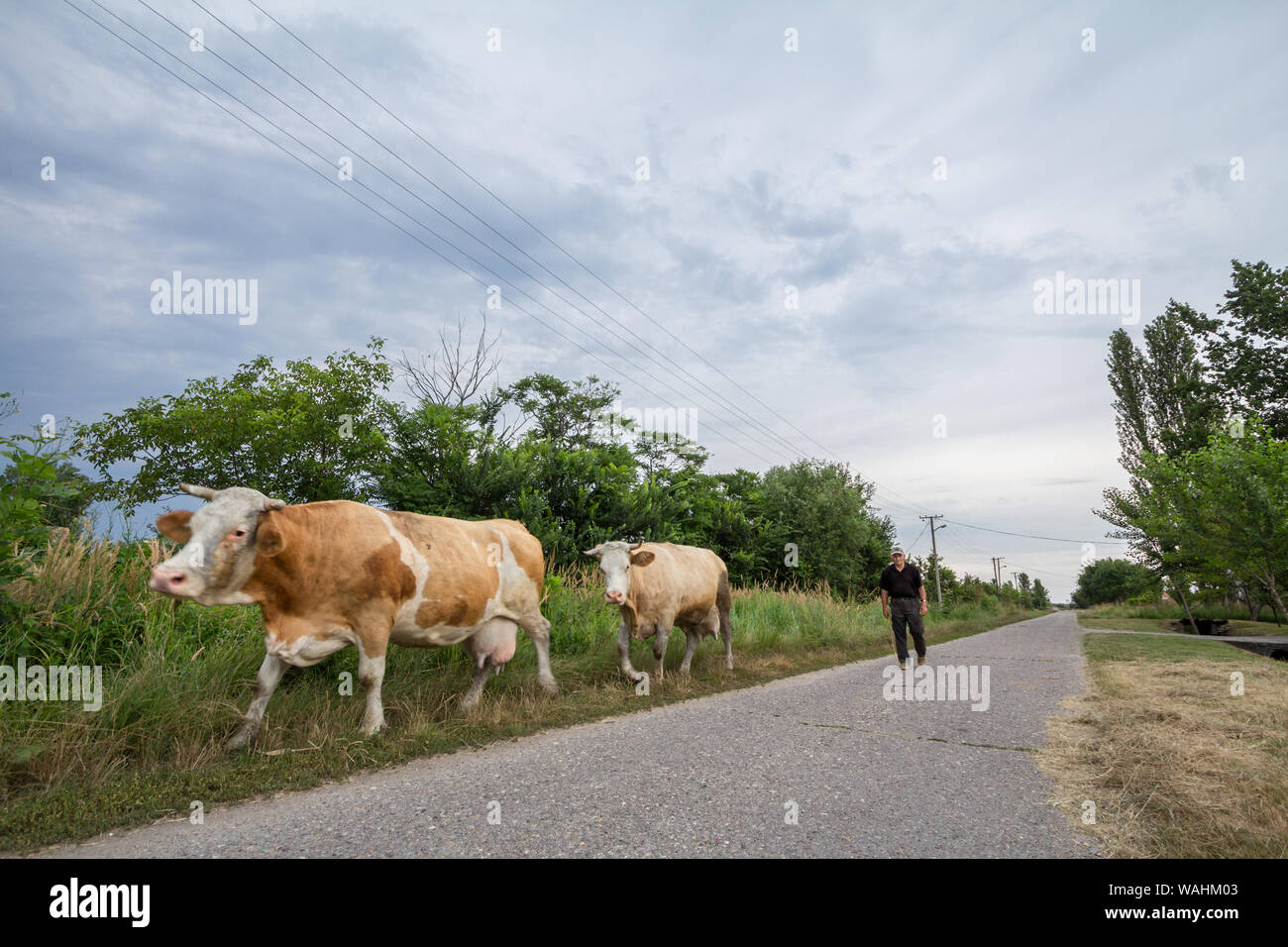 ALIBUNAR, SERBIA - Giugno 7, 2019: contadina uomo senior di condurre la sua mandria di vacche su una strada di Alibunar un piccolo borgo agricolo della Voivodina, il Foto Stock