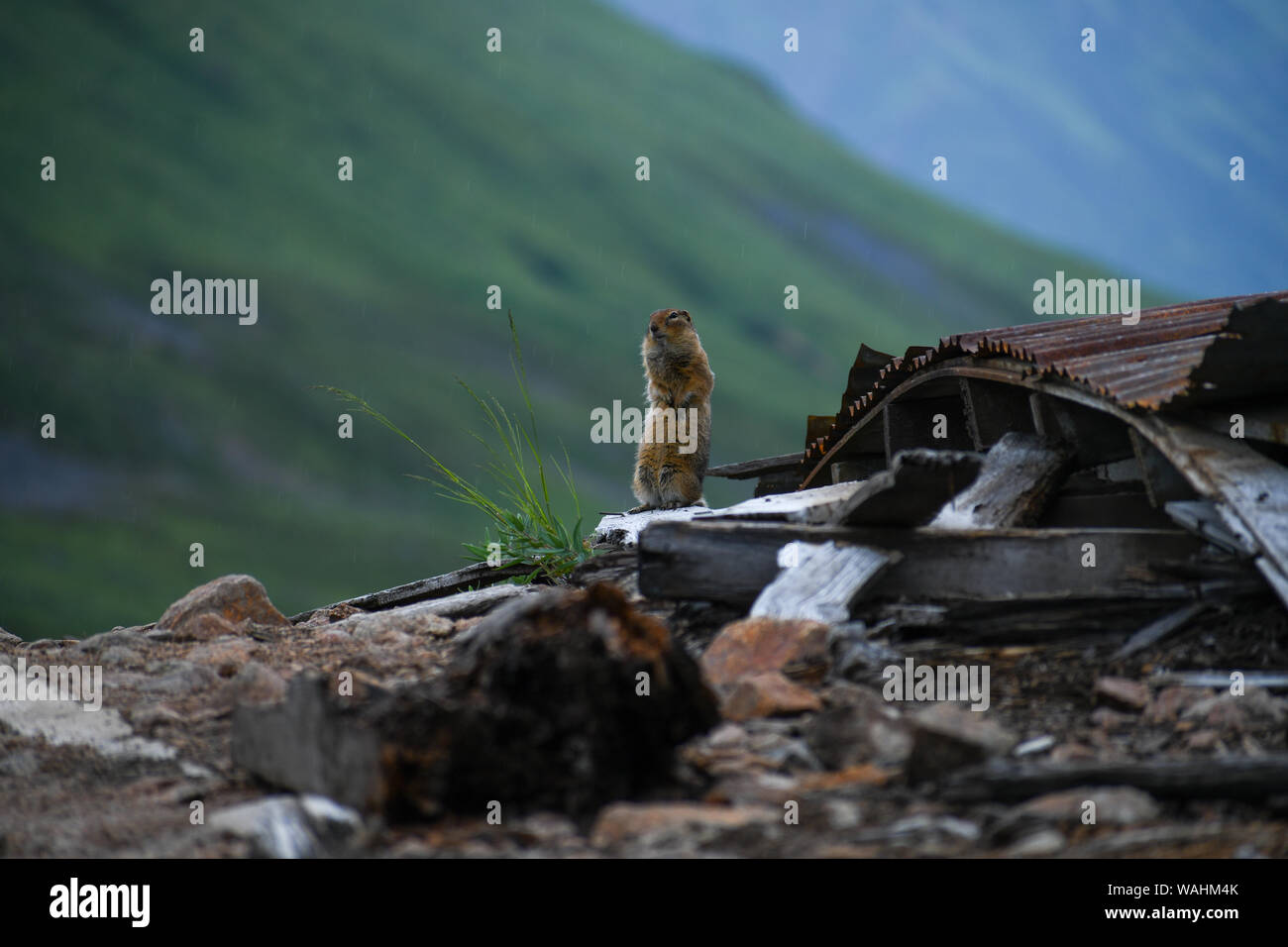 Terra artica scoiattolo (Parka scoiattolo) appollaiati sotto la pioggia nei pressi di alcune alcune antiche miniere d oro in Hatcher Pass Road e indipendenza. Foto Stock