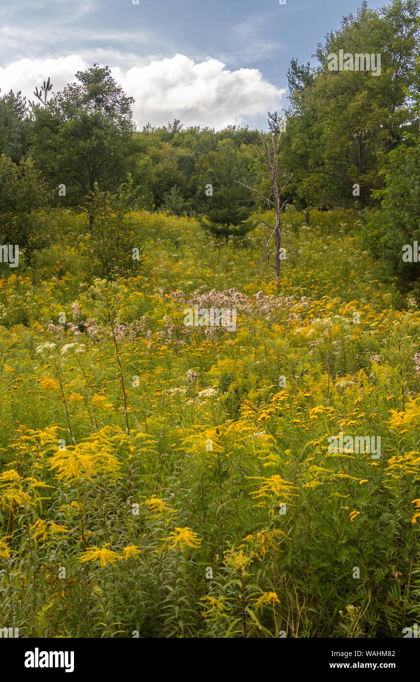 Vivid collina di goldenrods (Solidago) e alberi sempreverdi sotto il cielo blu con nuvole edificio nel sole del pomeriggio Foto Stock