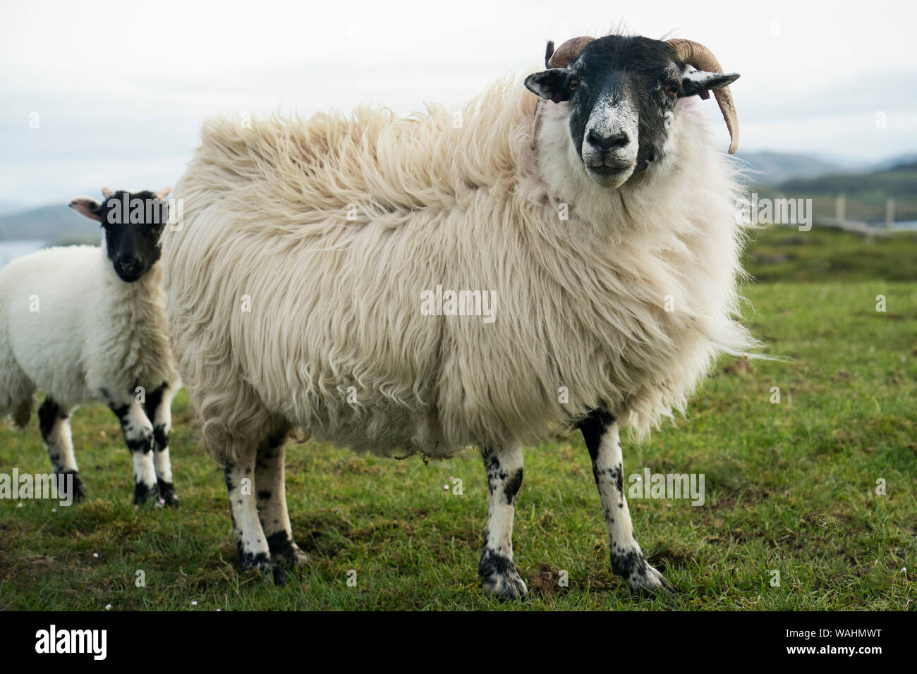 Un blackfaced pecore con i capelli lunghi e un po' di abbacchio su un pascolo nei pressi di Carloway, isola di Lewis, Ebridi Esterne, Scotland, Regno Unito Foto Stock