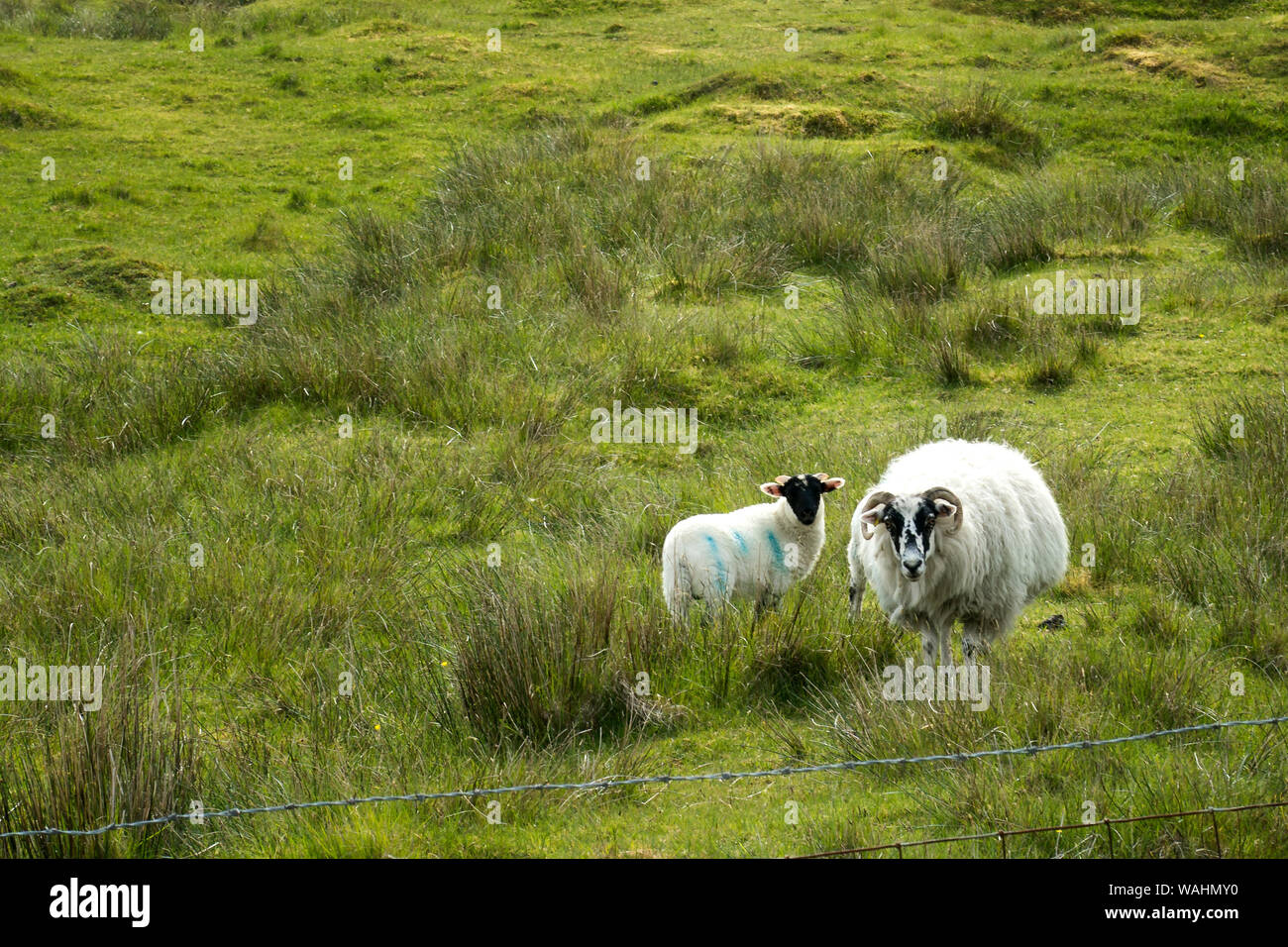 Blackface pecore e un po' di agnello in un prato verde in Harris, isola di Lewis, Ebridi Esterne, Scotland, Regno Unito Foto Stock