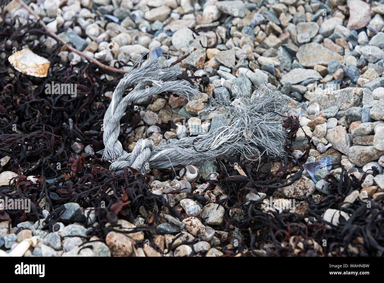 Detriti marini nei parchi nazionali: a tagliare il nodo della trappola di aragosta corda lavato fino in MooreHarbor, Isle au Haut, Maine. Foto Stock