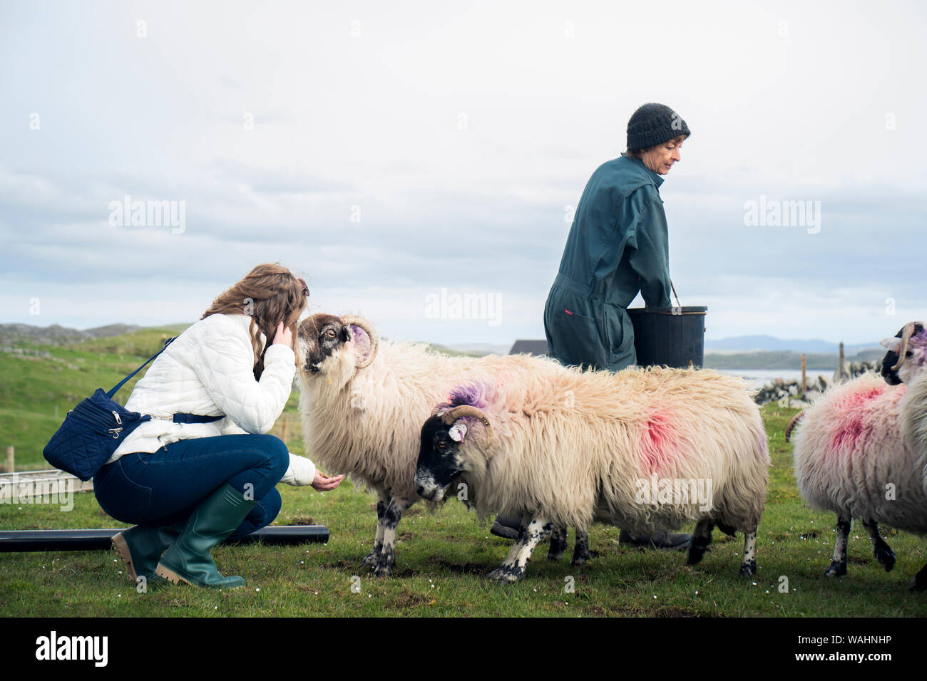 Donna adulta alimenta la sua blackfaced pecore presso la sua fattoria mentre un adolescente aiuta turistico ed alimenta a mano, Carloway, isola di Lewis, Ebridi Esterne, Scozia, Foto Stock