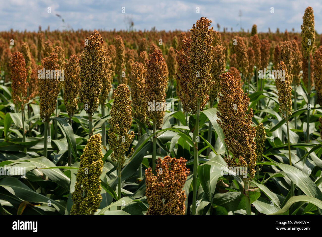 Il miglio o sorgo cereali raccolto in un campo. È ampiamente coltivato nelle regioni più calde ed è una fonte importante di grano e di mangimi per il bestiame. Foto Stock