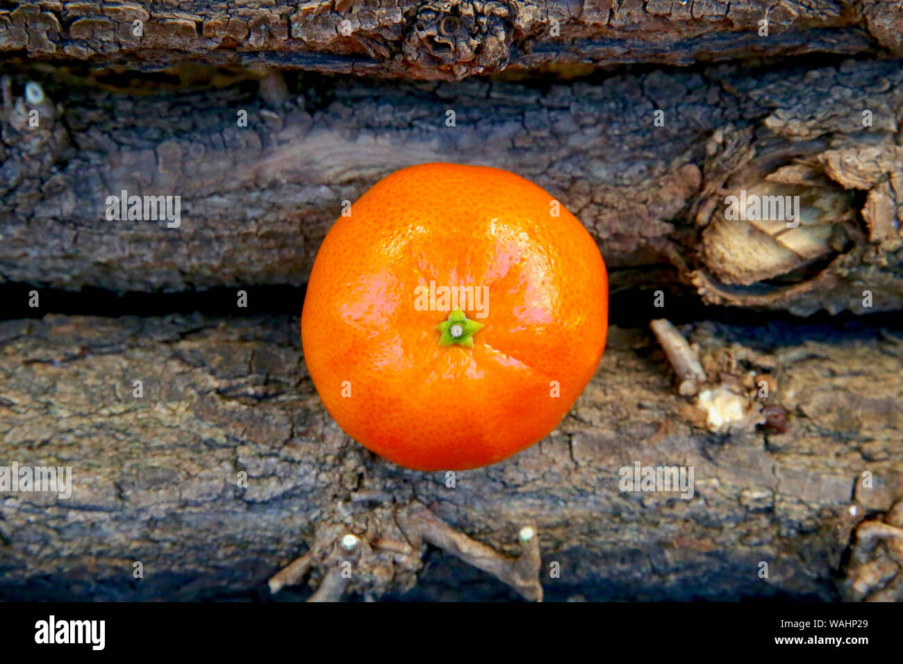 Mandarino. Foto Stock