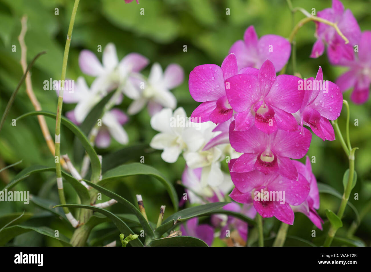 Rosa e fiori di orchidea bianchi in fiore nel giardino Foto Stock