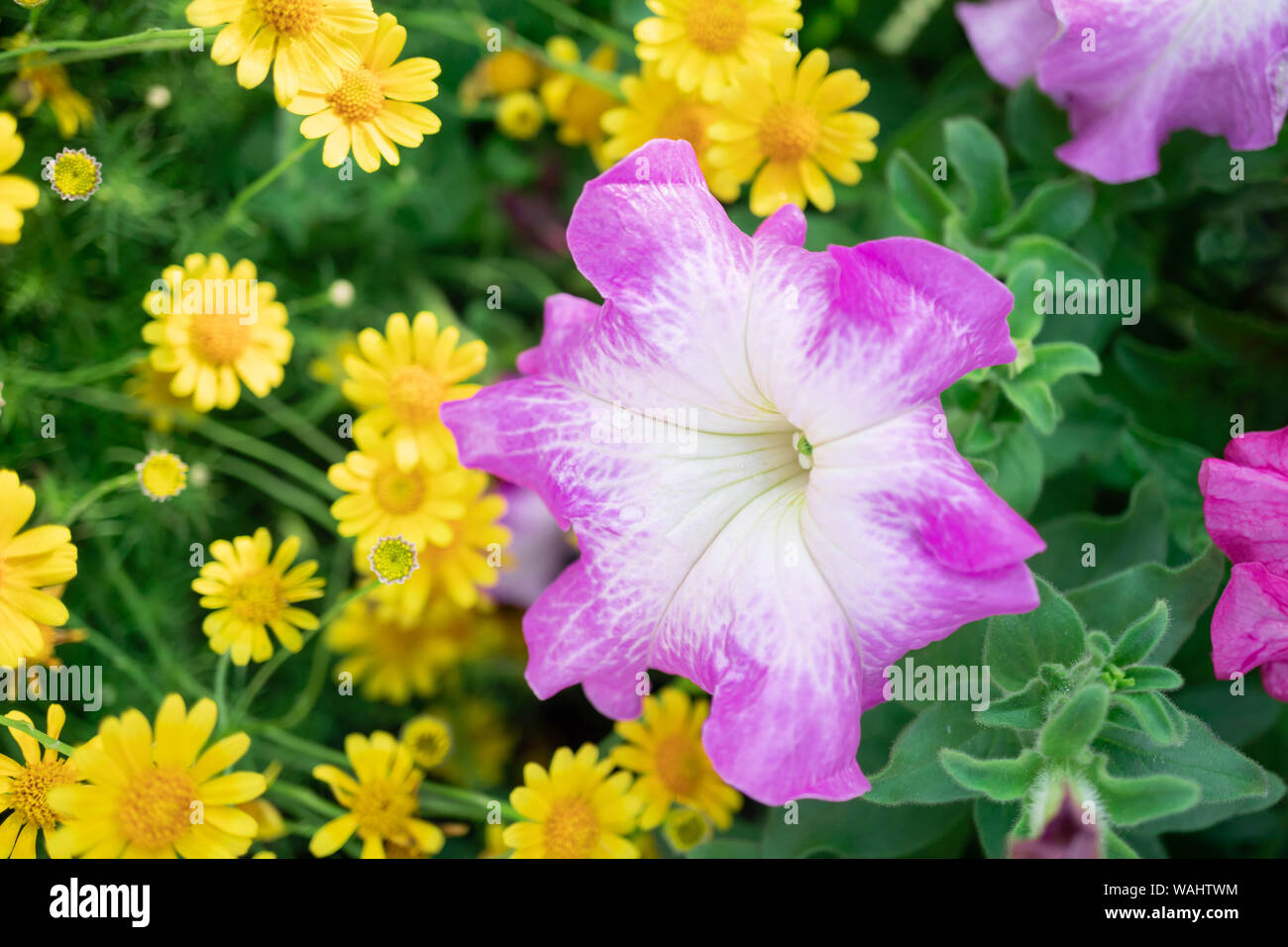 Rosa fiori di petunia e daisy giallo nel giardino con la sfocatura sullo sfondo Foto Stock