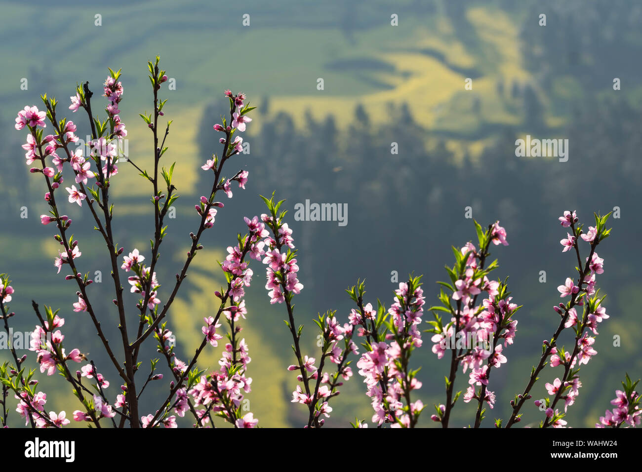 Rosa in fiore fiori di ciliegio con sfondo sfocato di semi di ravizzone o colza di campo dei fiori a Wanfenglin Foto Stock