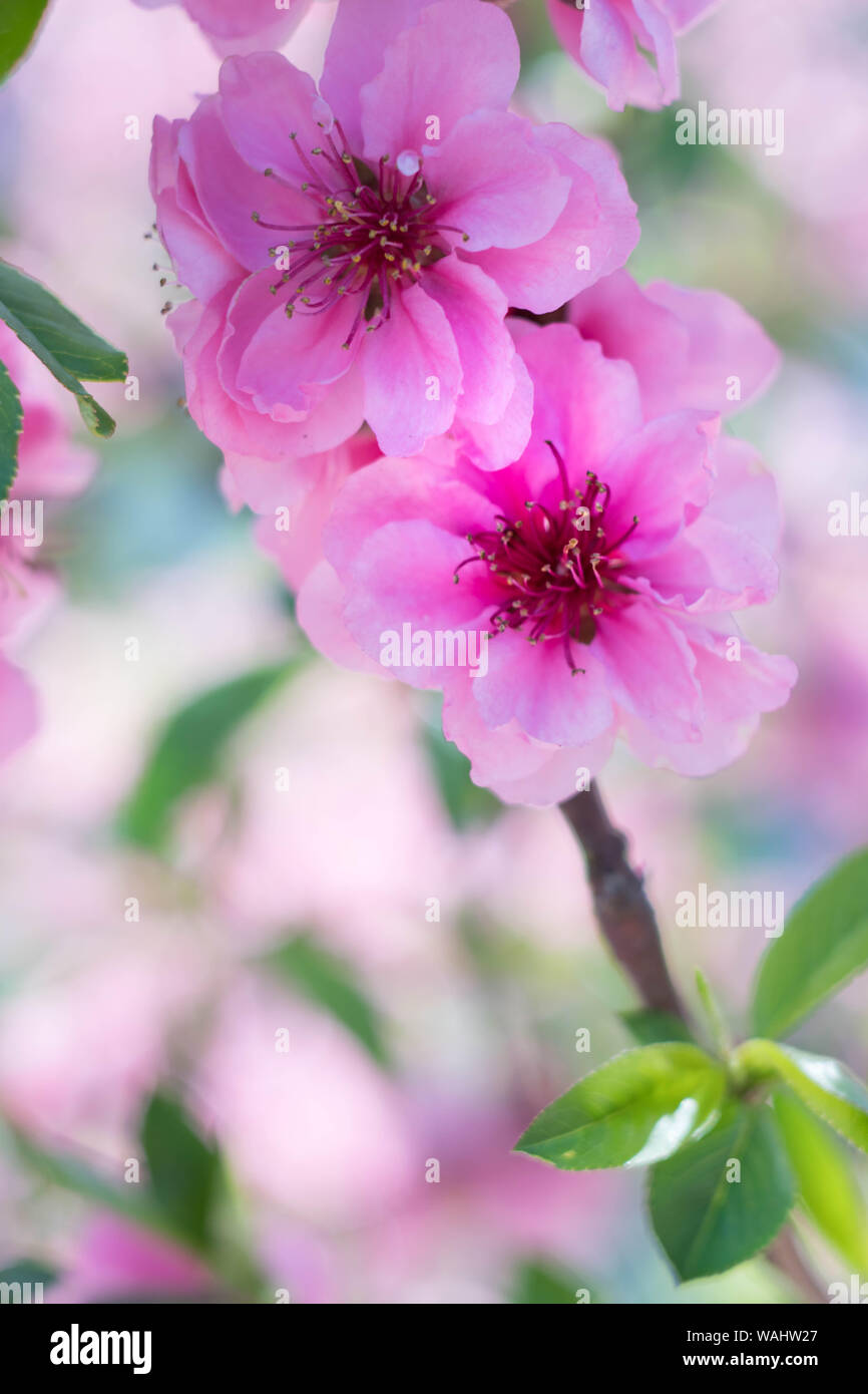 Rosa in fiore prugna Fiore con sfocatura sullo sfondo Foto Stock