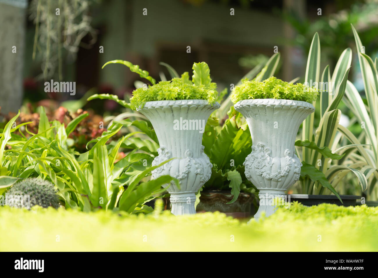 Il verde di piante in vaso in giardino Foto Stock