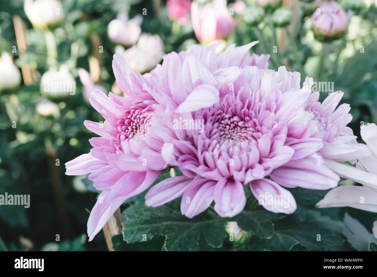 Crisantemo rosa fiore nel giardino con la sfocatura sullo sfondo Foto Stock