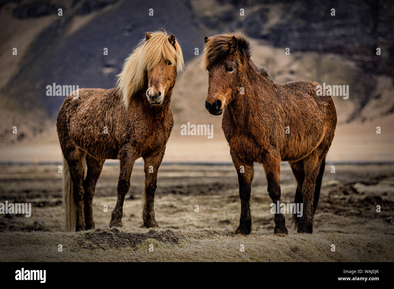 Cavalli islandesi in un pascolo sulla costa sud vicino a VIK, Islanda Foto Stock