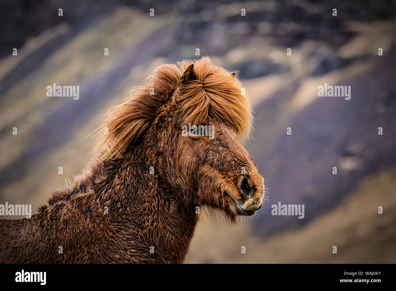 In prossimità di un cavallo islandese vicino a VIK, Islanda Foto Stock