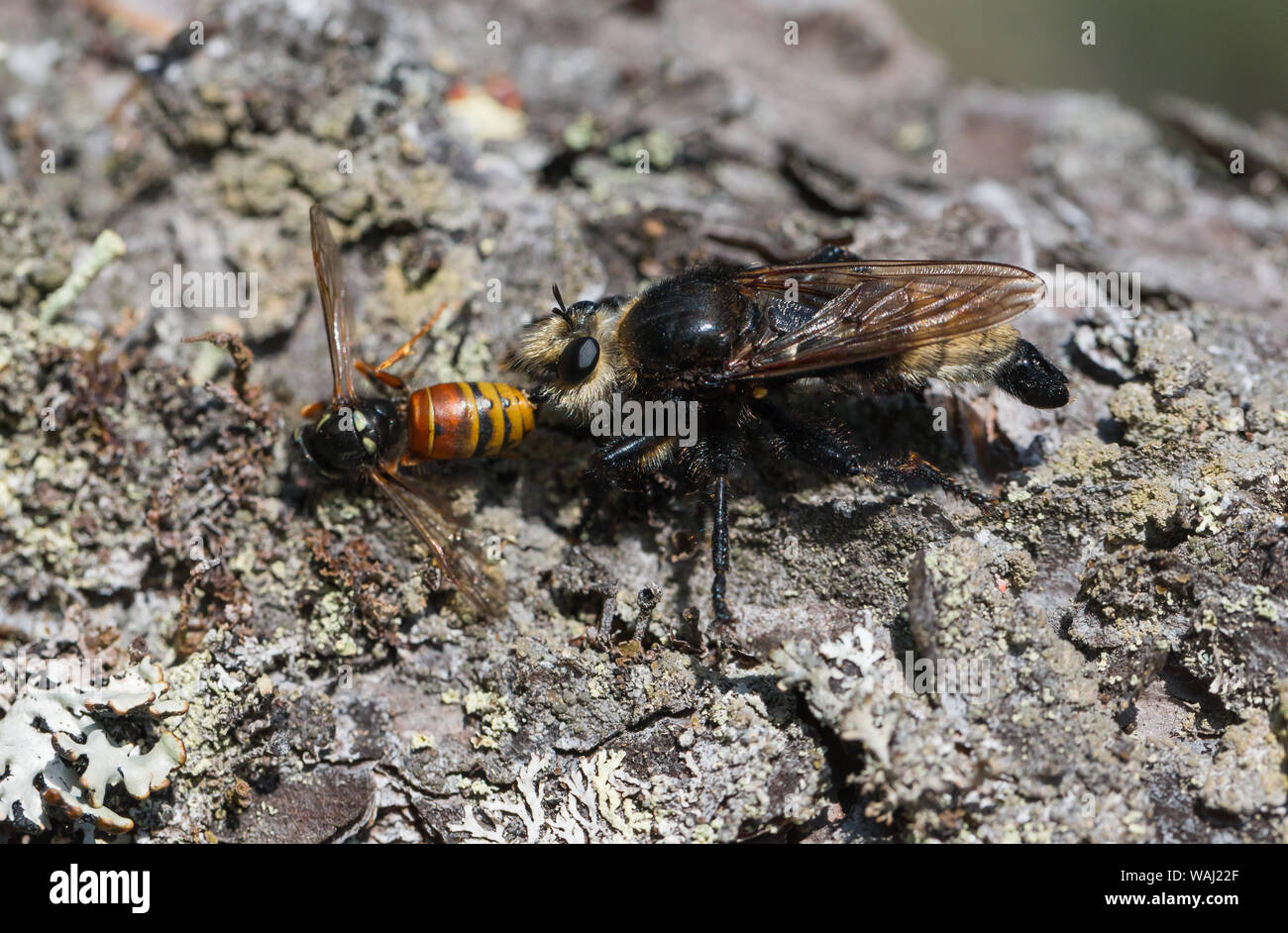Grandi bee-come ladro-fly con la preda Foto Stock