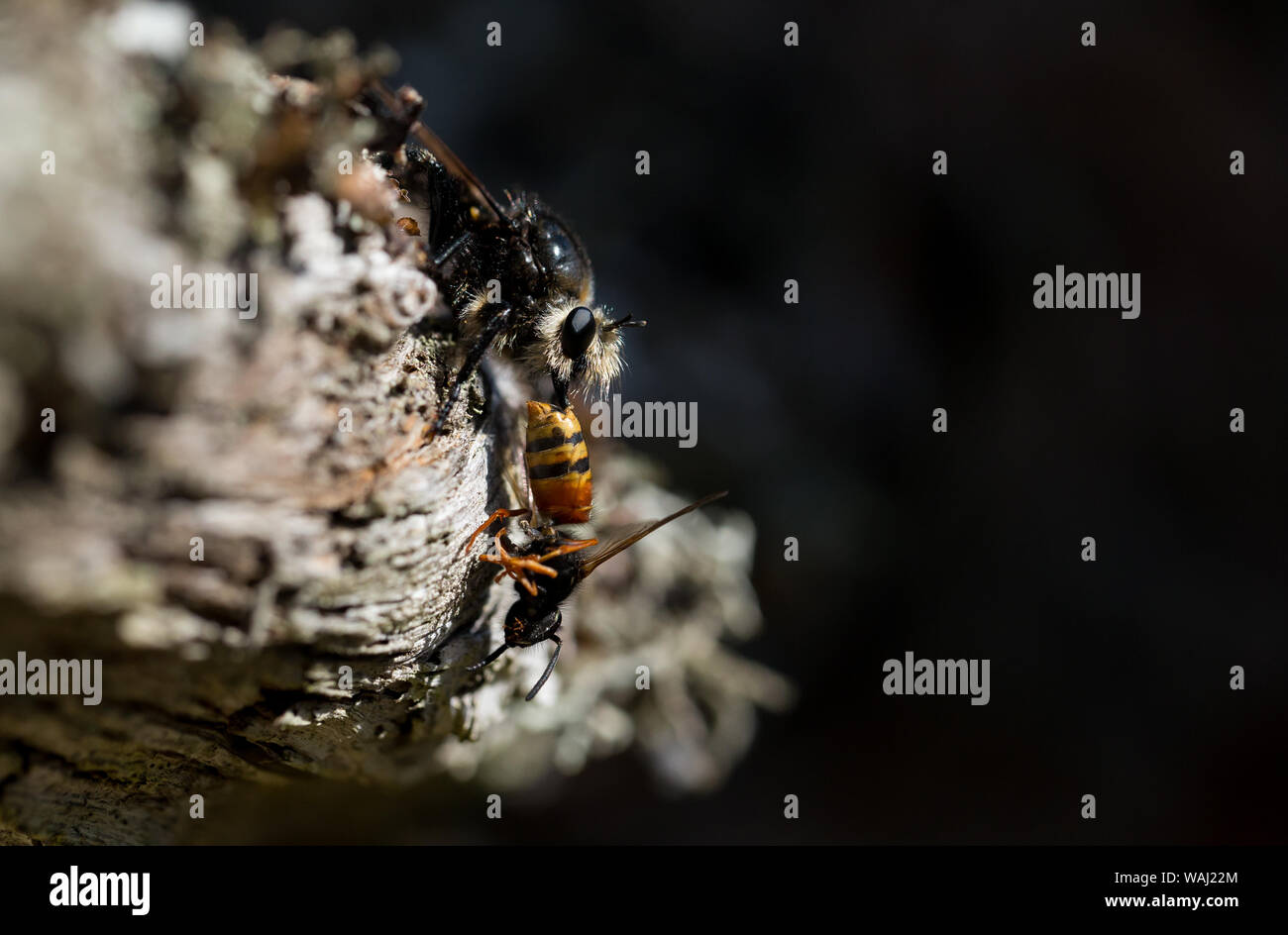 Grandi bee-come ladro-fly con la preda Foto Stock