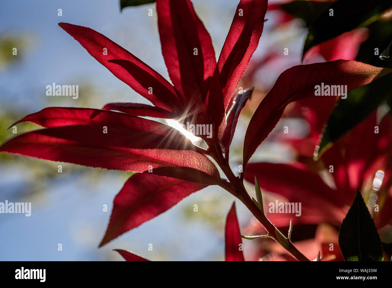 Sun spiata attraverso foglie rosse Foto Stock