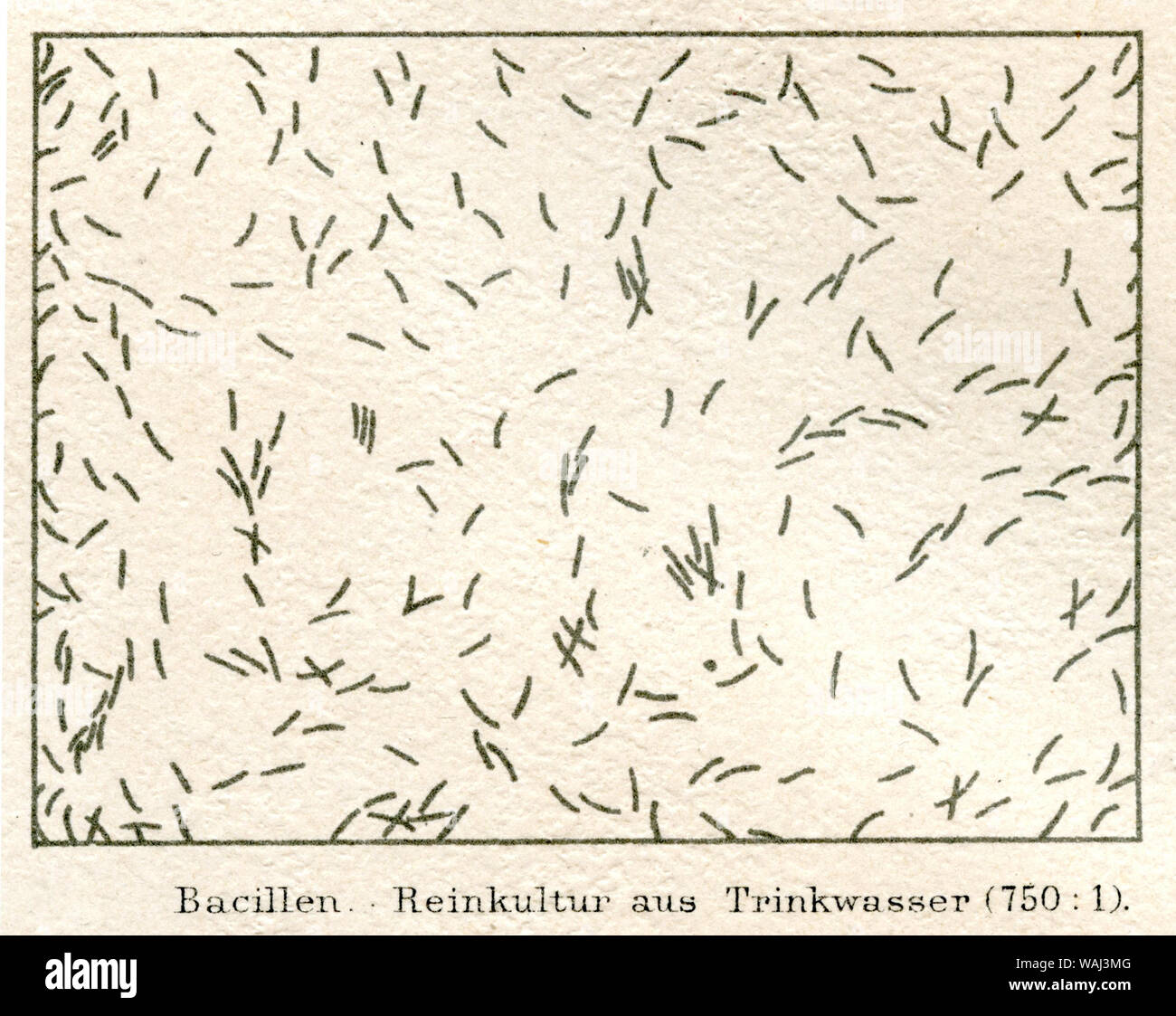 Bacilli. Coltura pura da acqua potabile sotto il microscopio(750 :1). , (Enciclopedia, 1885) Foto Stock