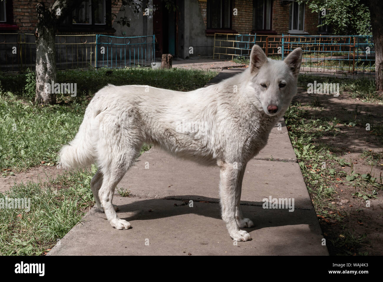 Triste lonely cane luying in un giorno caldo presso il cortile Foto Stock