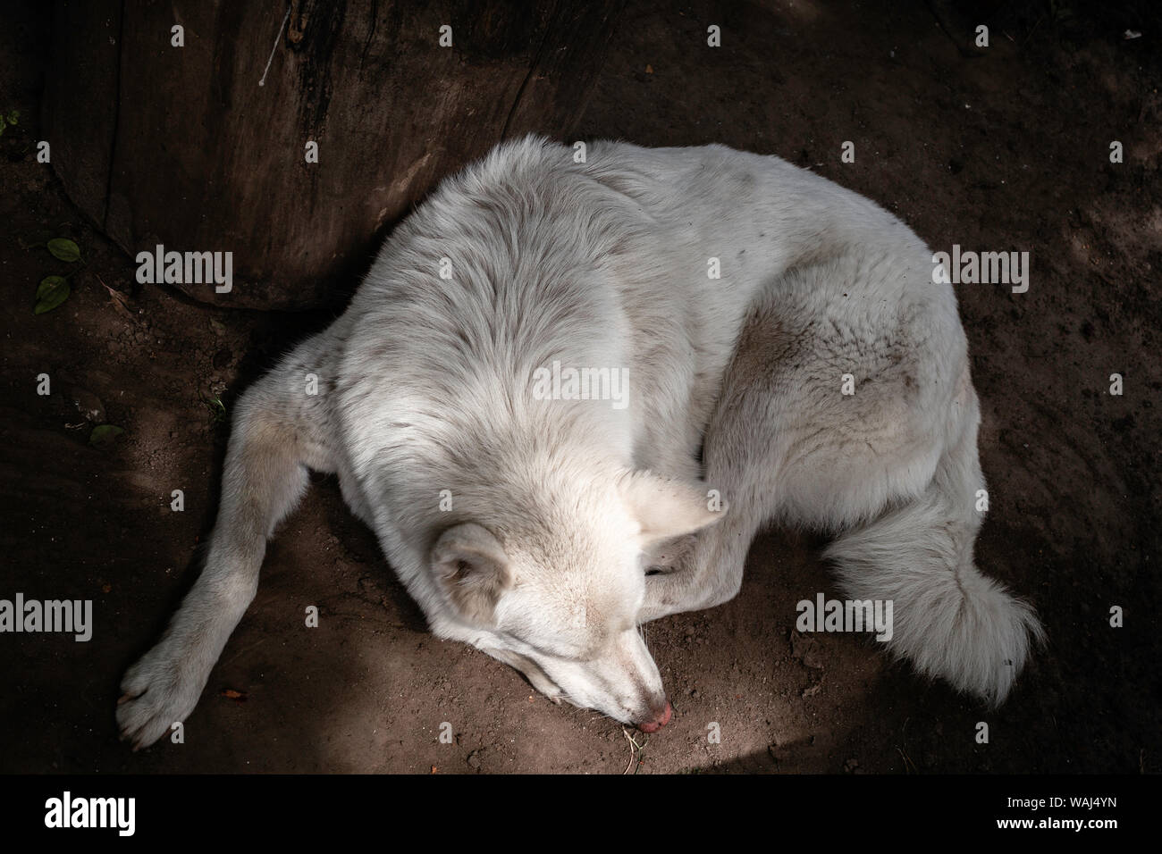 Triste lonely cane luying in un giorno caldo presso il cortile Foto Stock