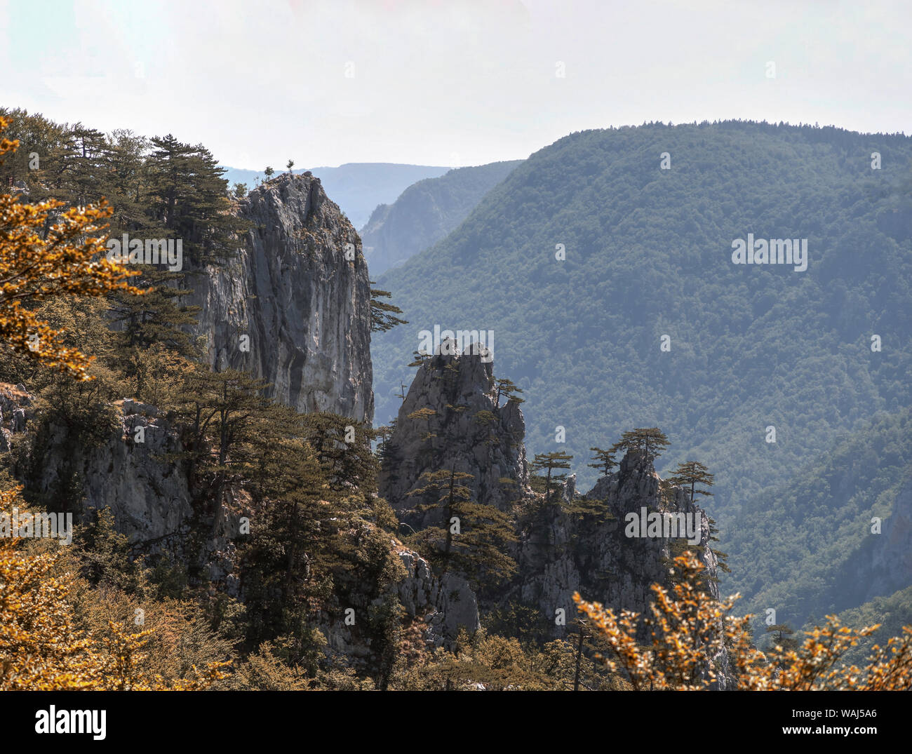 Serbia - Montagna paesaggio Tara Foto Stock