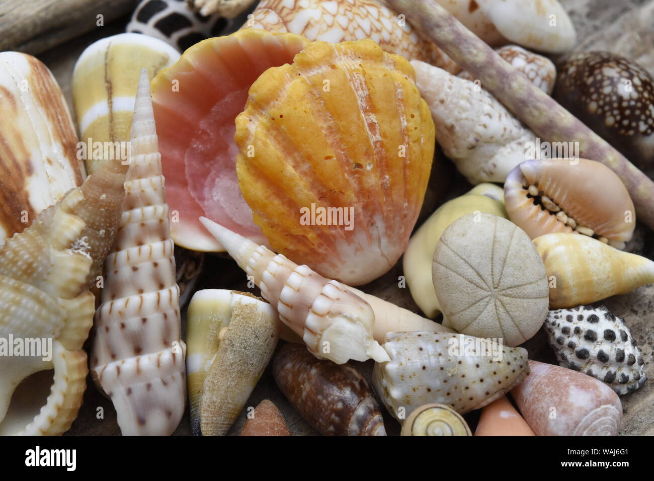 Guscio tropicali still-life Foto Stock
