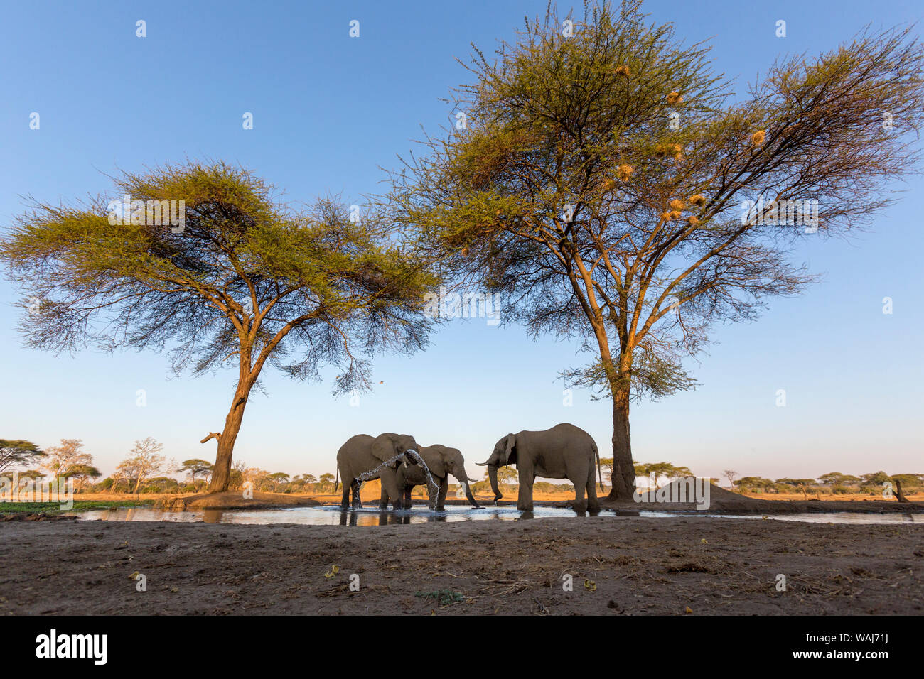 Africa, Botswana, Senyati Safari Camp. Gli elefanti al foro per l'acqua. Credito come: Wendy Kaveney Jaynes / Galleria / DanitaDelimont.com Foto Stock