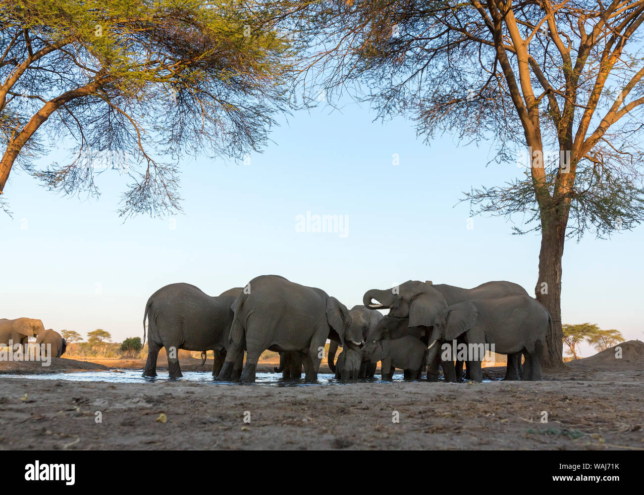Africa, Botswana, Senyati Safari Camp. Gli elefanti al fiume. Credito come: Wendy Kaveney Jaynes / Galleria / DanitaDelimont.com Foto Stock